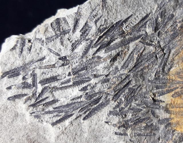 Monograptus sp. GEINITZ 1852 - Bild © FossNet FossilienStore